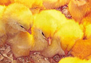 chicks1.jpg