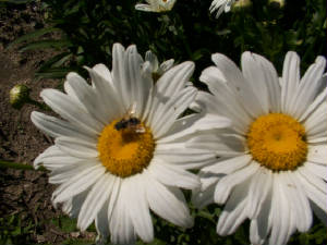 daisybee.jpg