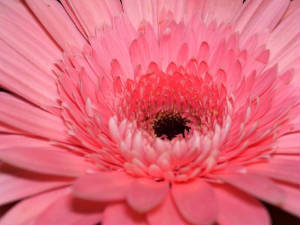 pinkflower.jpg