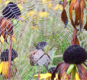 spiderweb1.jpg