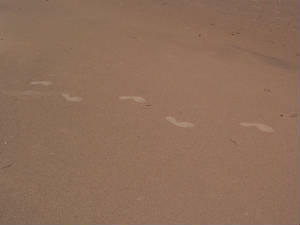 footprints.jpg